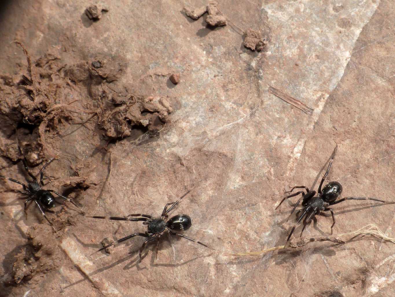 Liophrurillus flavitarsis - Tolfa (RM)